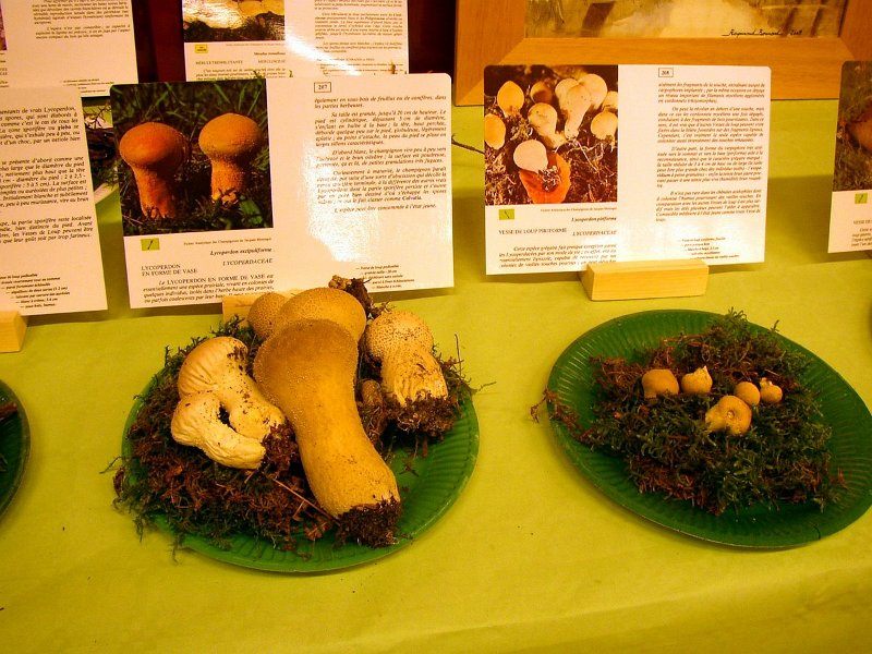 Vesses de loup diverses